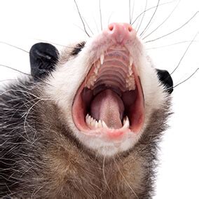 Opossum Teeth