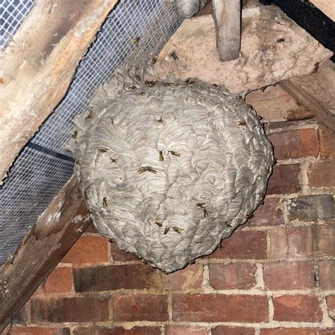 WASP NEST REMOVAL HITCHIN - NEX PEST CONTROL