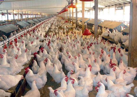 How to start poultry farming business in Nigeria - MakeMoney.ng