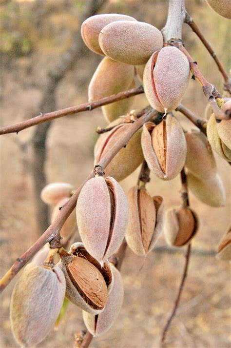 Exploring the Almond Tree Symbolism in Magic and Religion - Strange Ago