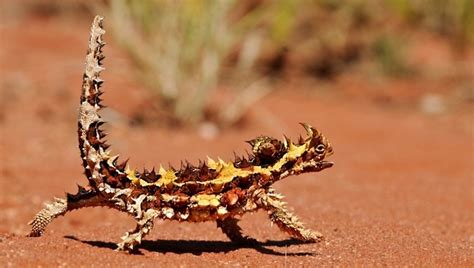 How Dangerous Are The Animals In Australia?