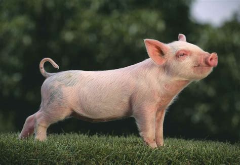 How to Choose Pig Breeds For Your Farm Pet Pigs, Baby Pigs, Farm ...