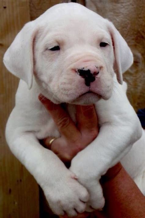 Dogo Argentino Puppy | Puppies, Cute dogs, Cute animals