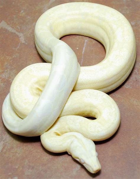 Albino boa. | Albino animals, Reptiles pet, Boa constrictor