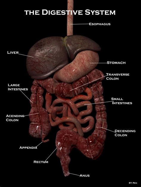 Your Digestive System in 2020 | Digestive system anatomy, Human ...