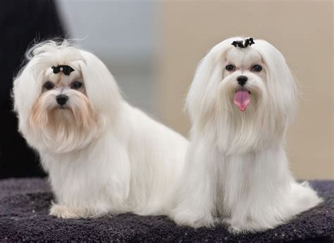 Should you get a Yorkie or a Maltese? How about a Morkie? | ABOUT MORKIES