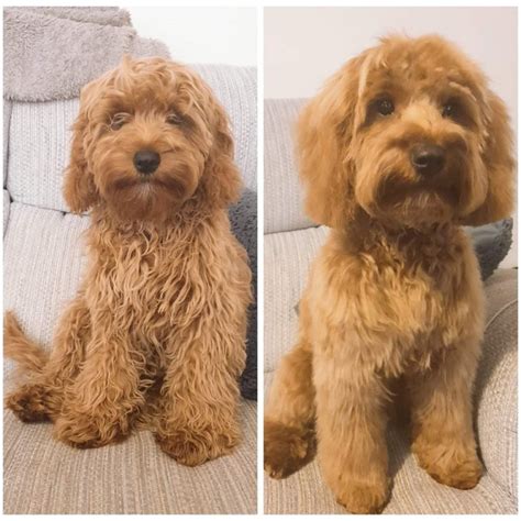 Cockapoo haircuts