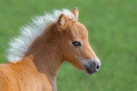 Ponies and mini horses: 10 adorable photos to brighten your day