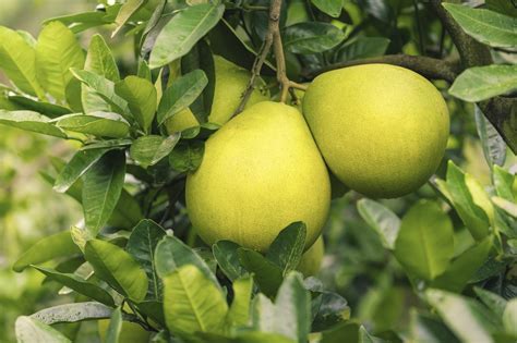 What Is A Pummelo: Tips For Growing A Pomelo Tree | Gardening Know How