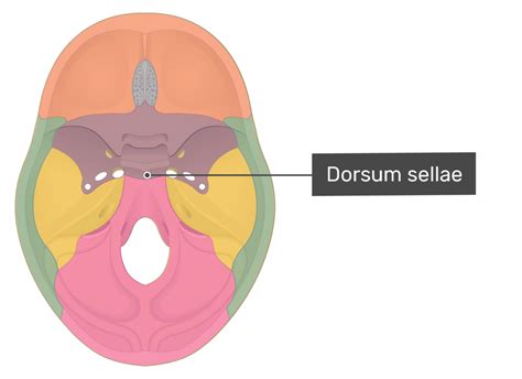 Dorsum Sellae