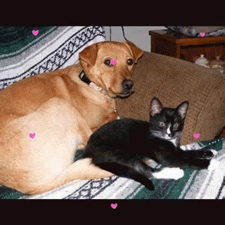 Cat Love GIF - Cat Love Dog - Discover & Share GIFs