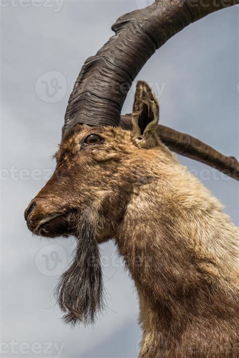 Wild brown mountain goat with huge horns 12298542 Stock Photo at Vecteezy