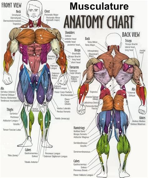 Human anatomy diagram picture ~ Human Anatomy