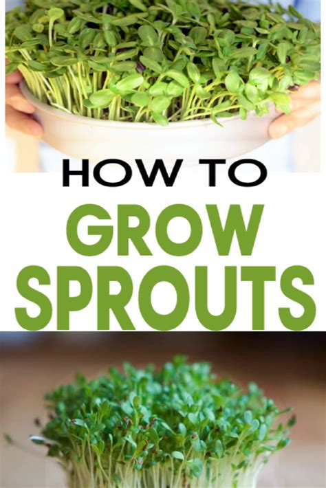 How to Grow Sprouts Indoors - Garden Lovin | Growing sprouts, Growing ...