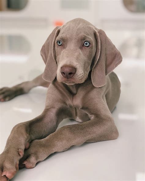 Albums 96+ Pictures Picture Of A Weimaraner Dog Superb