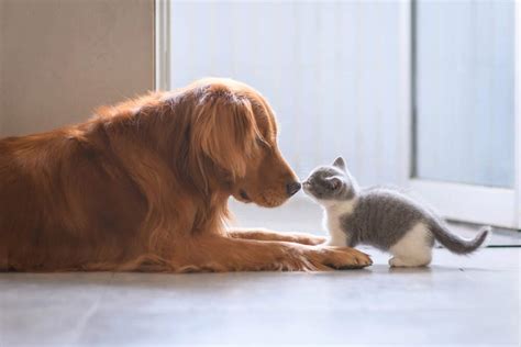 Kittens Playing With Puppies