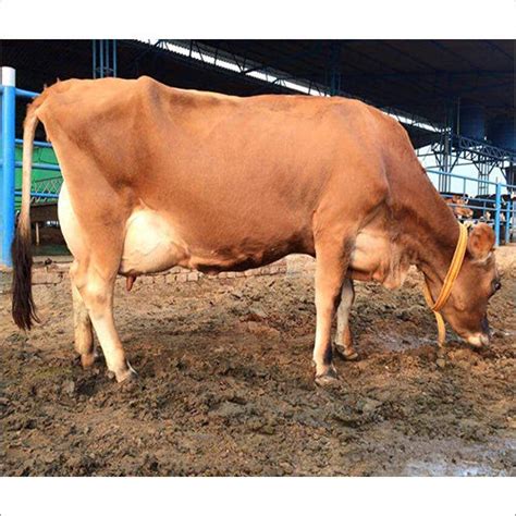 Dairy Jersey Cow at 110000.00 INR at Best Price in Karnal, Haryana ...