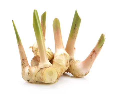 What Is Galangal Used For: How To Grow Galangal In The Garden ...