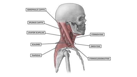 CrossFit | Cervical Muscles, Part 1