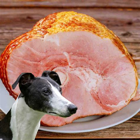 Can Dogs Eat Ham? What You Need To Know - Spoiled Hounds