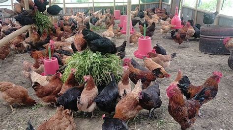 लोकल कुखुरा पालन/local chicken farming - YouTube