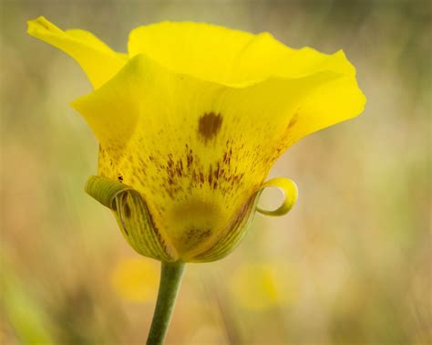 Calochortus luteus Calflora