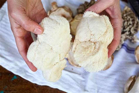 Lion's Mane Mushroom: What You Should Know – Herbal Academy