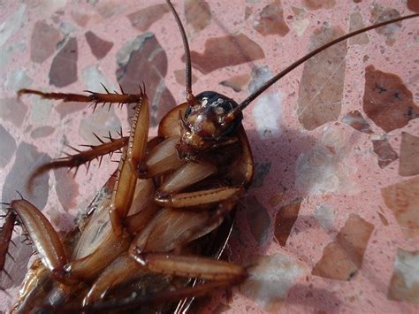 When Cockroaches Take Flight: How to Get Rid of Palmetto Bugs ...