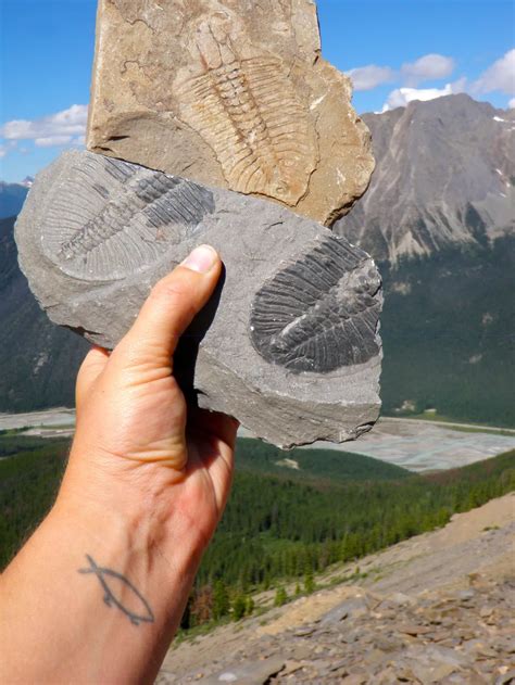 Trilobite fossils from the Burgess Shale in Yoho National Park, Canada ...