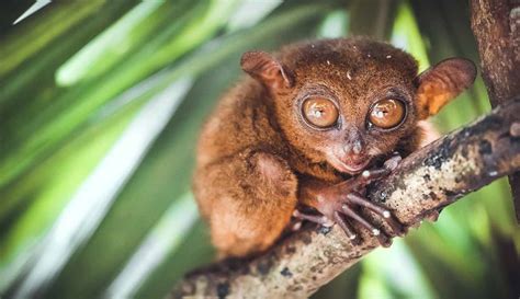 Philippine Tarsier Habitat