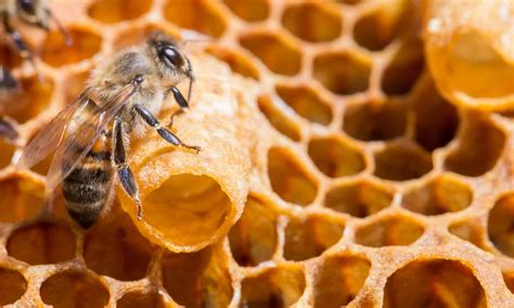 Queen Bee vs Worker Bee: What are the Differences? - A-Z Animals