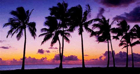 Beach Sunset GIFs - Get the best GIF on GIPHY