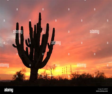 Arizona desert silhouette sunset Stock Photo - Alamy