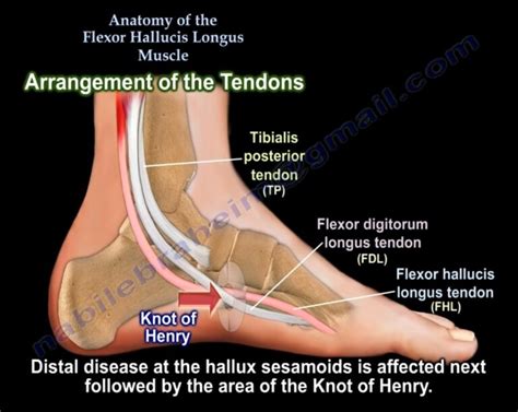 Flexor Hallucis Longus Muscle - Pain, Treatment, Tendon & Exercises