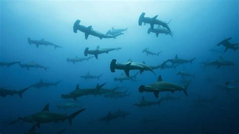 The Hammerhead Triangle - Your Next Shark Destination