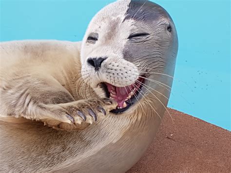 Natureland Seal Sanctuary | Skegness, Lincolnshire