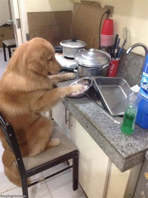 Doing Some Dishes | Funnydogworld.com