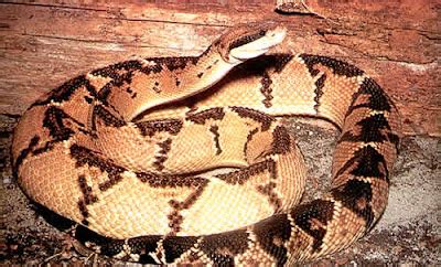 Snake Index: The Bushmaster Snake