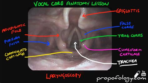 Vocal Cord Anatomy in 2 Minutes! [Anatomy] - YouTube