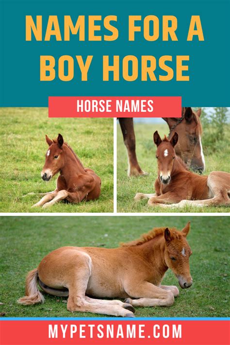 Boy Horse Names | Horse names, Horses, Male pet names