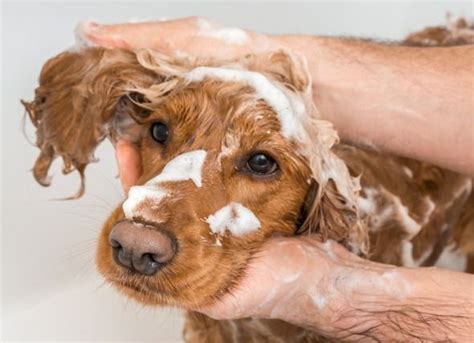 Has your dog been sprayed by a skunk? Here are the best techniques for ...