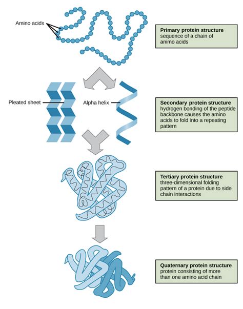 Macromolecules | VCE Biology