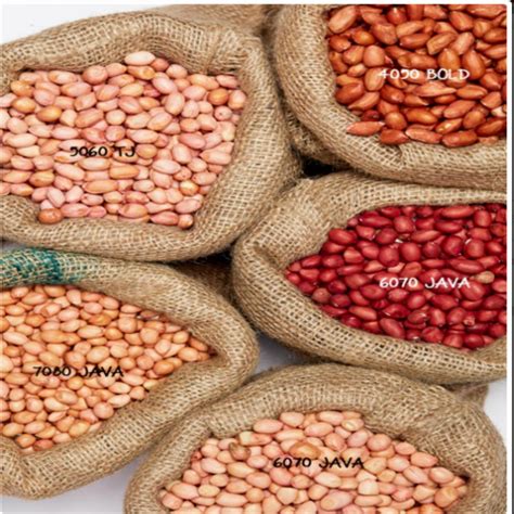 Peanut Varieties at best price in Mundra by Agrocrops India Private ...