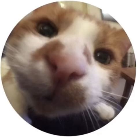 Fish Eye PFP: Enhancing Your Profile Pictures with a Unique Twist ...