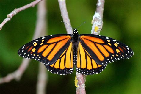 Female Monarch Photograph by David Pickett - Pixels