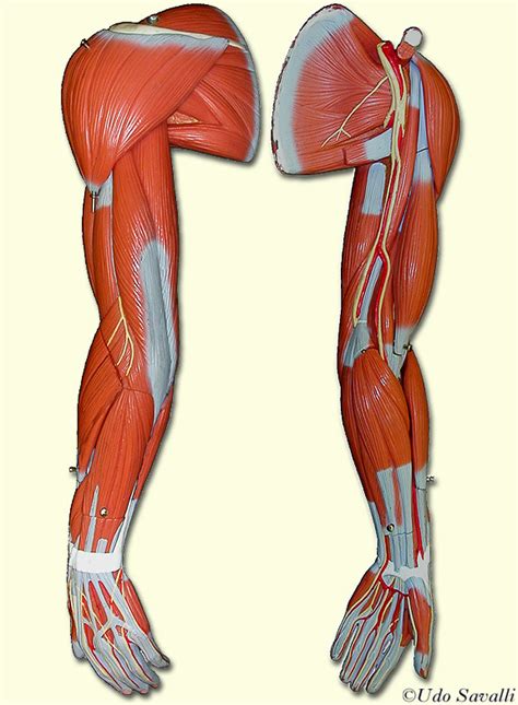 Arm Muscles Diagram | Quizlet