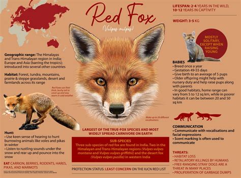 Red Fox: Facts, Habitat, Diet, and Sub-species | Roundglass | Sustain