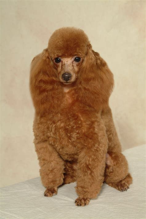 Corte Poodle | FormatoAPA.com: Reglas y Normas APA