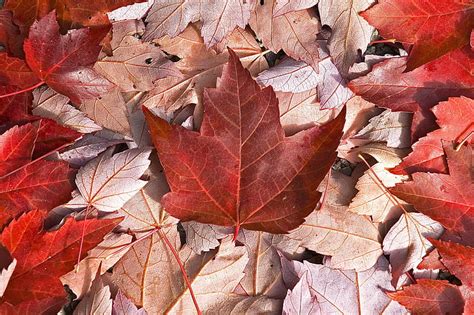 HD wallpaper: canada, canadian, flag, flags, leaf, maple | Wallpaper Flare