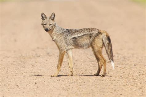 Side Striped Jackal. Rare shot of a Side Striped Jackal #Sponsored , # ...